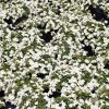 Bacopa (Sutera) MegaCopa White 4.5" - Image 2